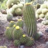 Ferocactus_echidne_1